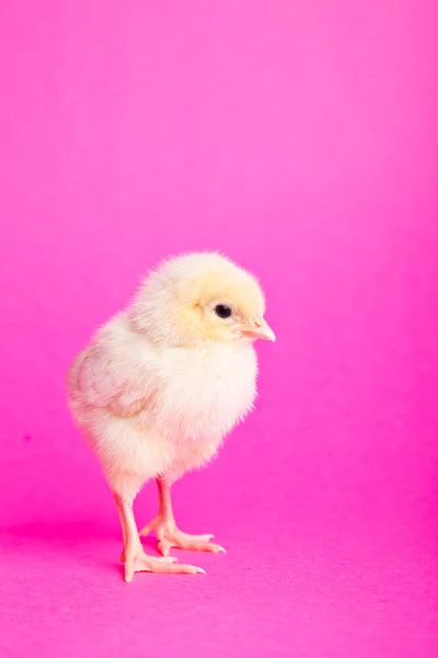 Easter chickens on pink background — Stock Photo, Image