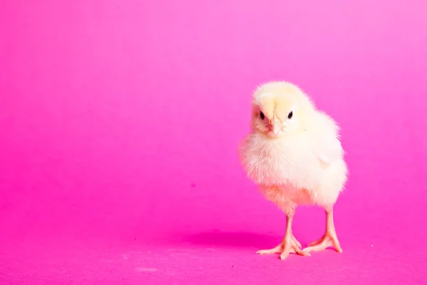 stock image Easter chickens on pink background