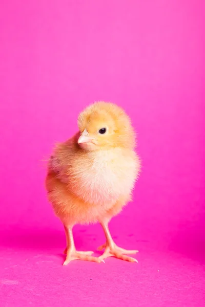 Easter Chickens Pink Background — Stock Photo, Image