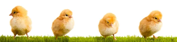 Pollos en diferentes posturas aisladas en blanco —  Fotos de Stock