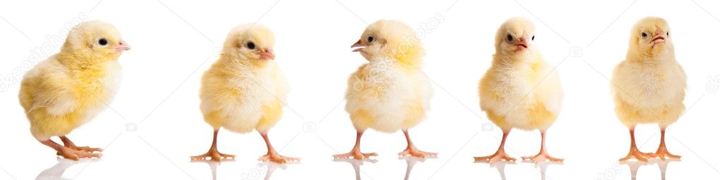 Chickens in differens poses isolated on white