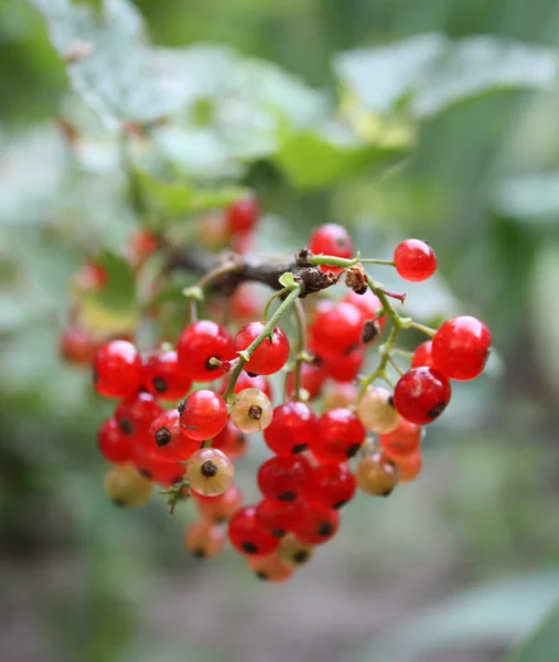 Branch Red Currant Berries — Stock Photo, Image