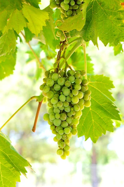 Зеленый виноград на виноградной лозе под прямым солнечным светом — стоковое фото