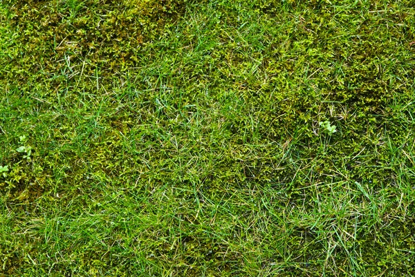 Фон травы. Стоковое Изображение