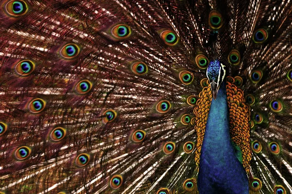 stock image Peacock