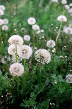 Dandelions çim.