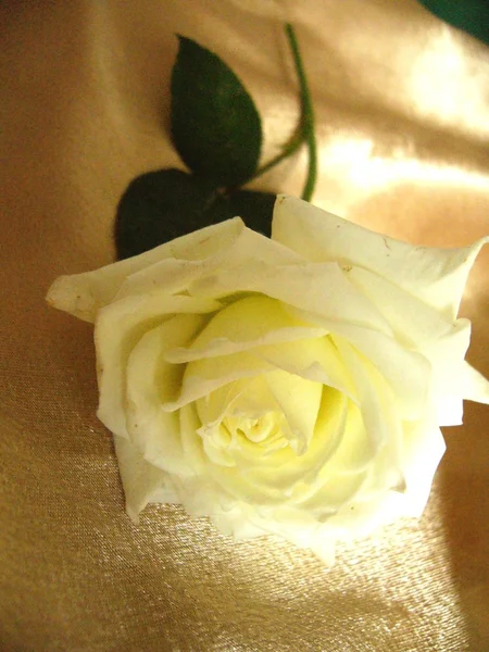 Ενιαία λευκό τριαντάφυλλο — Φωτογραφία Αρχείου