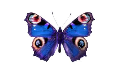 Butterfly clipart