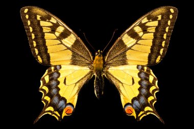 Butterfly, Papilio Machaon clipart