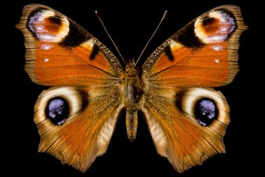 Butterfly, Inachis Io clipart