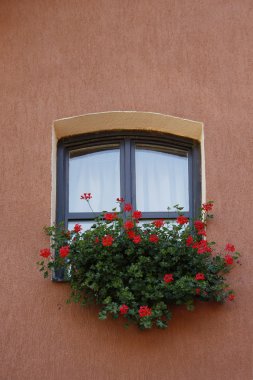 Flowers in window clipart