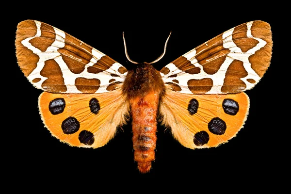 Schmetterling, Arctia caja — Stockfoto