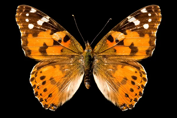 Schmetterling, vanessa cardui — Stockfoto