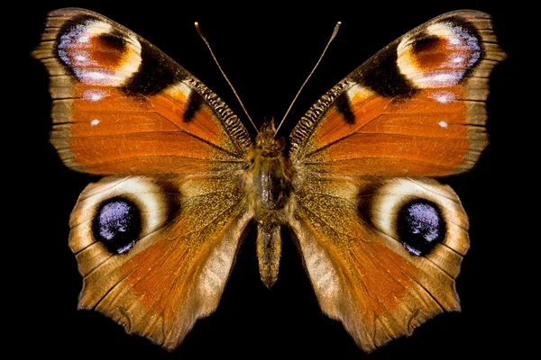 Butterfly, Inachis Io — Stock Photo, Image