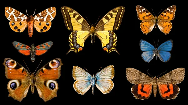 Grupa motyl — Zdjęcie stockowe
