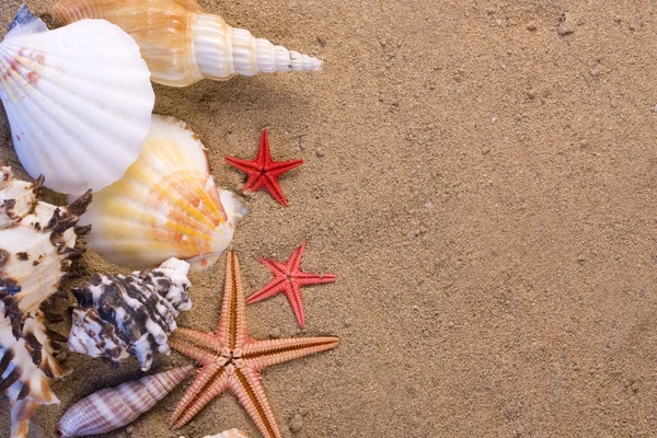 Estrella de mar, conchas marinas —  Fotos de Stock