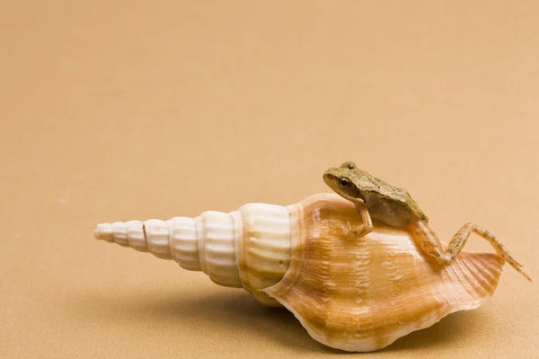 Seashell en kikker — Stockfoto