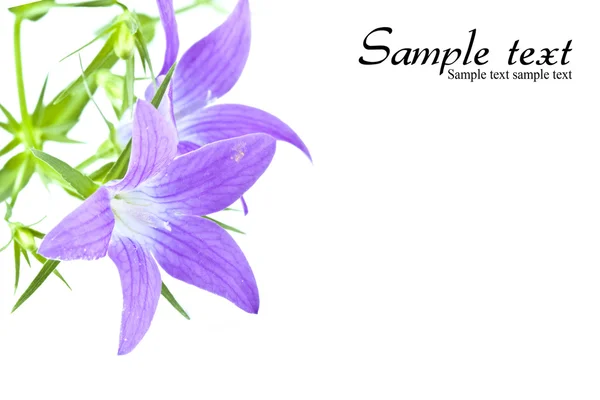 Purple wildflowers — Stock Photo, Image