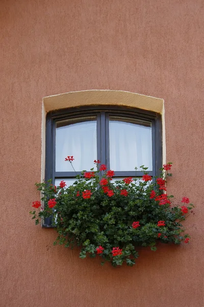 stock image Flowers in window