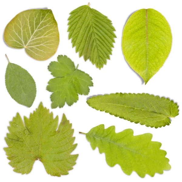 Набор зелёных листьев — стоковое фото