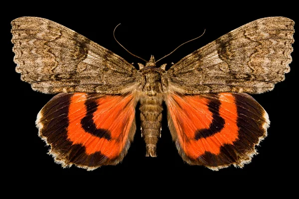 Метелик Ліцензійні Стокові Фото