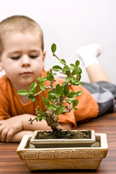 Pojke och bonsai — Stockfoto