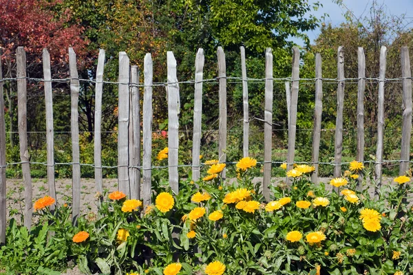 stock image Flowers in front of a fence