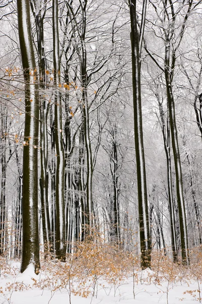 Foresta di faggi in inverno — Foto Stock