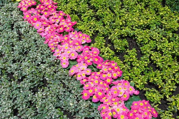Hermoso macizo de flores — Foto de Stock