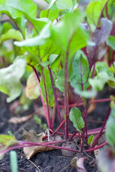 stock image Organic Beet