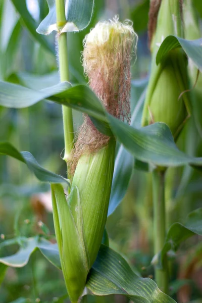 Кукурудза, вирощена в саду — стокове фото