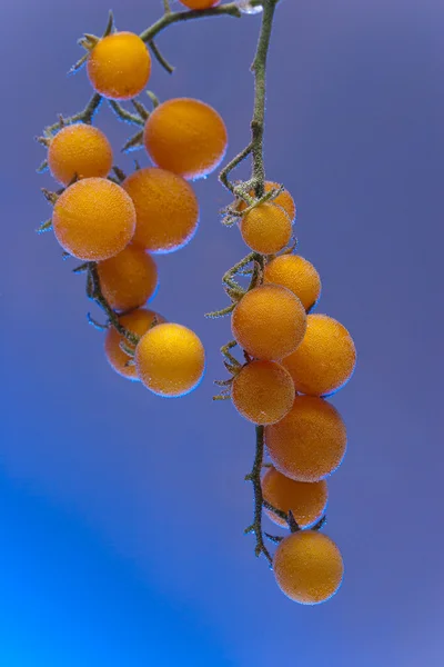 stock image Yellow tomato branch with bubbles