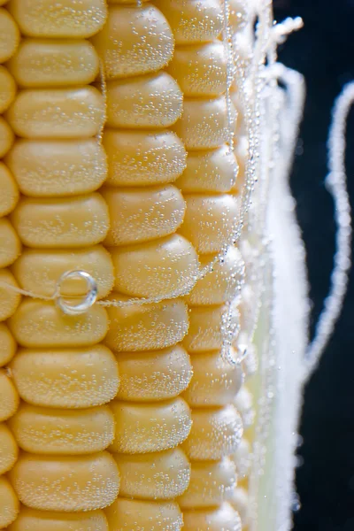 Кукурудзи в бульбашки — стокове фото