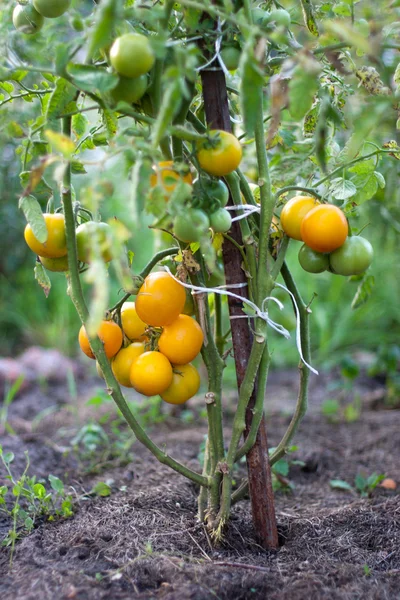 Gul tomat bush Royaltyfria Stockfoton