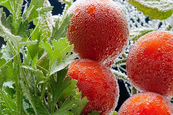 番茄和香菜叶 免版税图库照片