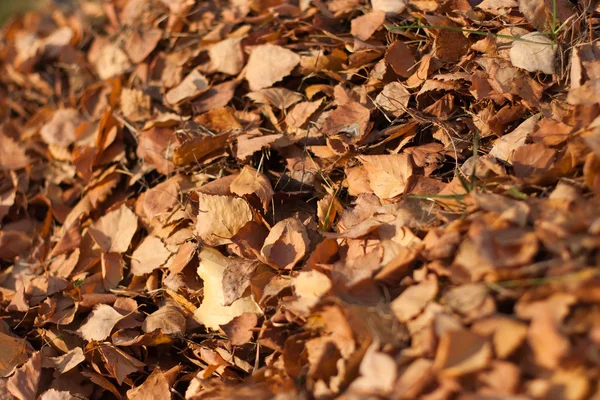 가을 잎 로열티 프리 스톡 사진