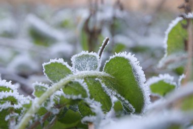 The plant covered with hoarfrost clipart