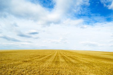 Field and blue sky clipart