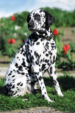 Dalmatian dog on a grass clipart