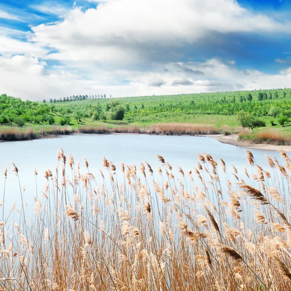 Sjön och gröna fält — Stockfoto