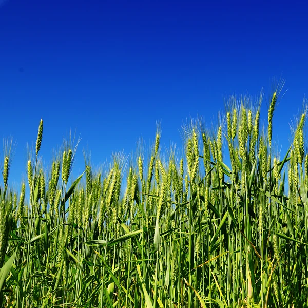 Mező és kék ég — Stock Fotó