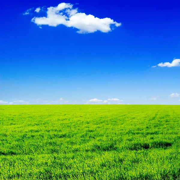 Veld en blauwe lucht — Stockfoto