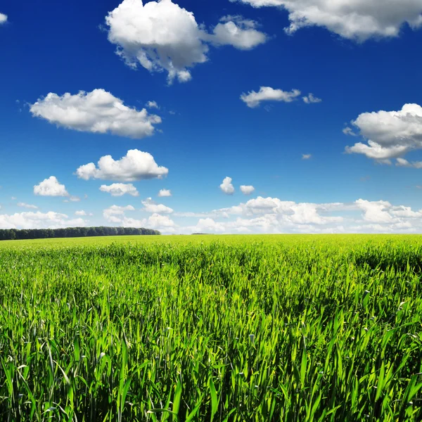 Campo e céu — Fotografia de Stock