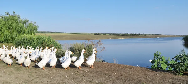 stock image Flock of geese