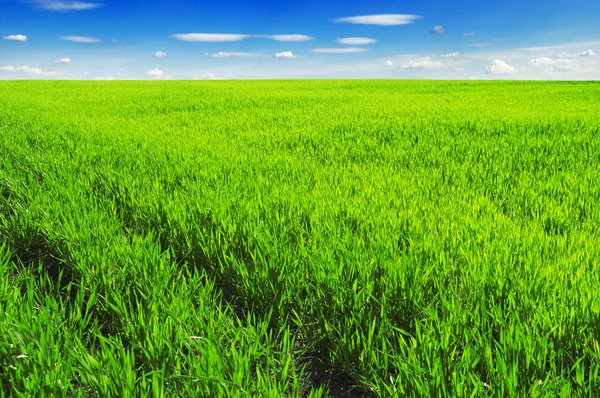 stock image Spring meadow