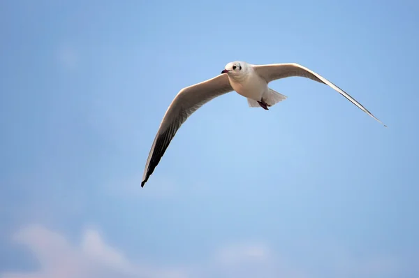 Sea gull — стокове фото