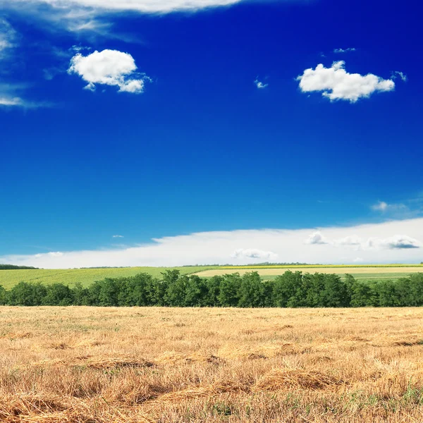 Campo y cielo azul — Foto de Stock