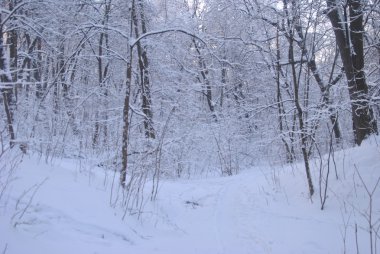 Rus doğa parkı 