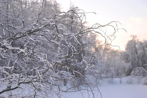 Zimní Les Ruských Přírodního Parku Vorobyevy Krvavé — Stock fotografie