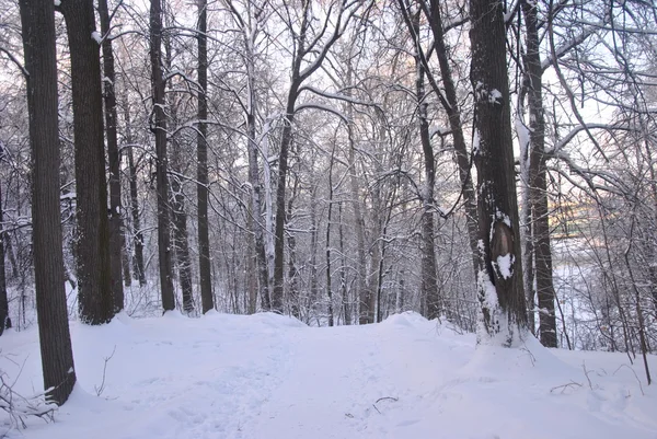 Zimowy Las Parku Przyrody Rosyjskiego Vorobyevy Gory — Zdjęcie stockowe